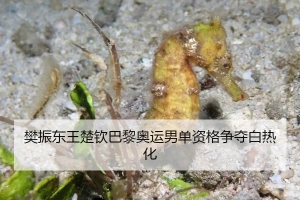 fan-zhen-dong-wang-chu-qin-ba-li-ao-yun-nan-dan-zi-ge-zheng-duo-bai-re-hua-3-370.jpg